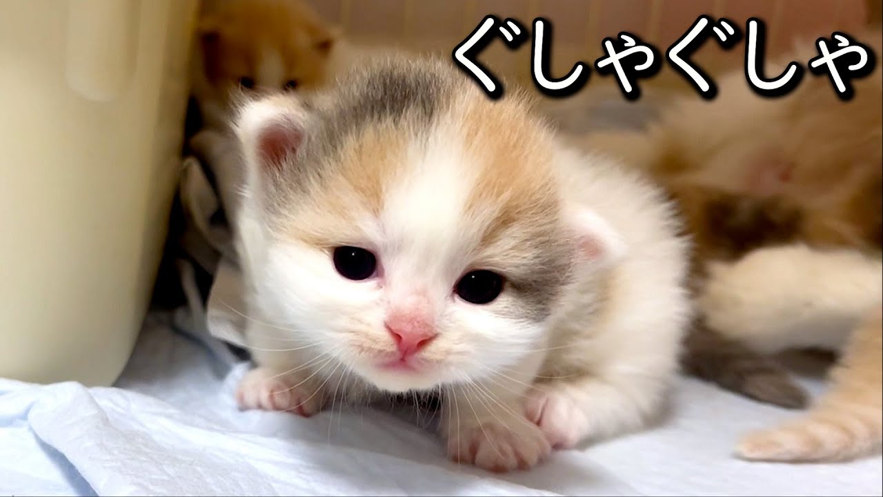 【マンチカンの子猫】活発な子猫達に部屋をぐしゃぐしゃにされる件 ∼猫のいる生活Vol.772~ 出産動画 マンチカン短足・ミヌエット・ペルシャ猫専門ブリーダー『ペット蔵人』【子猫の成長記録】