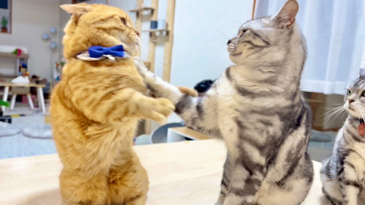 クロにちょっかい出したら首根っこ掴まれたのん #猫 #マンチカン