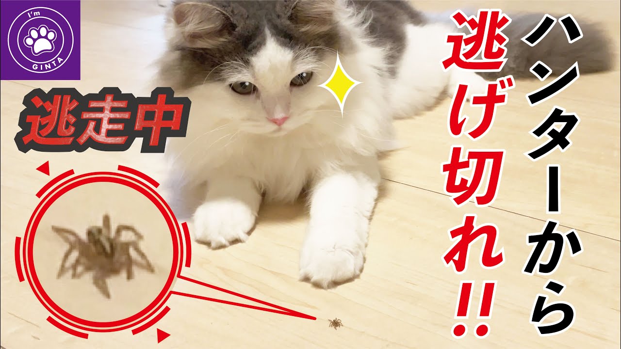 猫に狙われたクモ！ハンターから逃げ切ることはできるのか...！