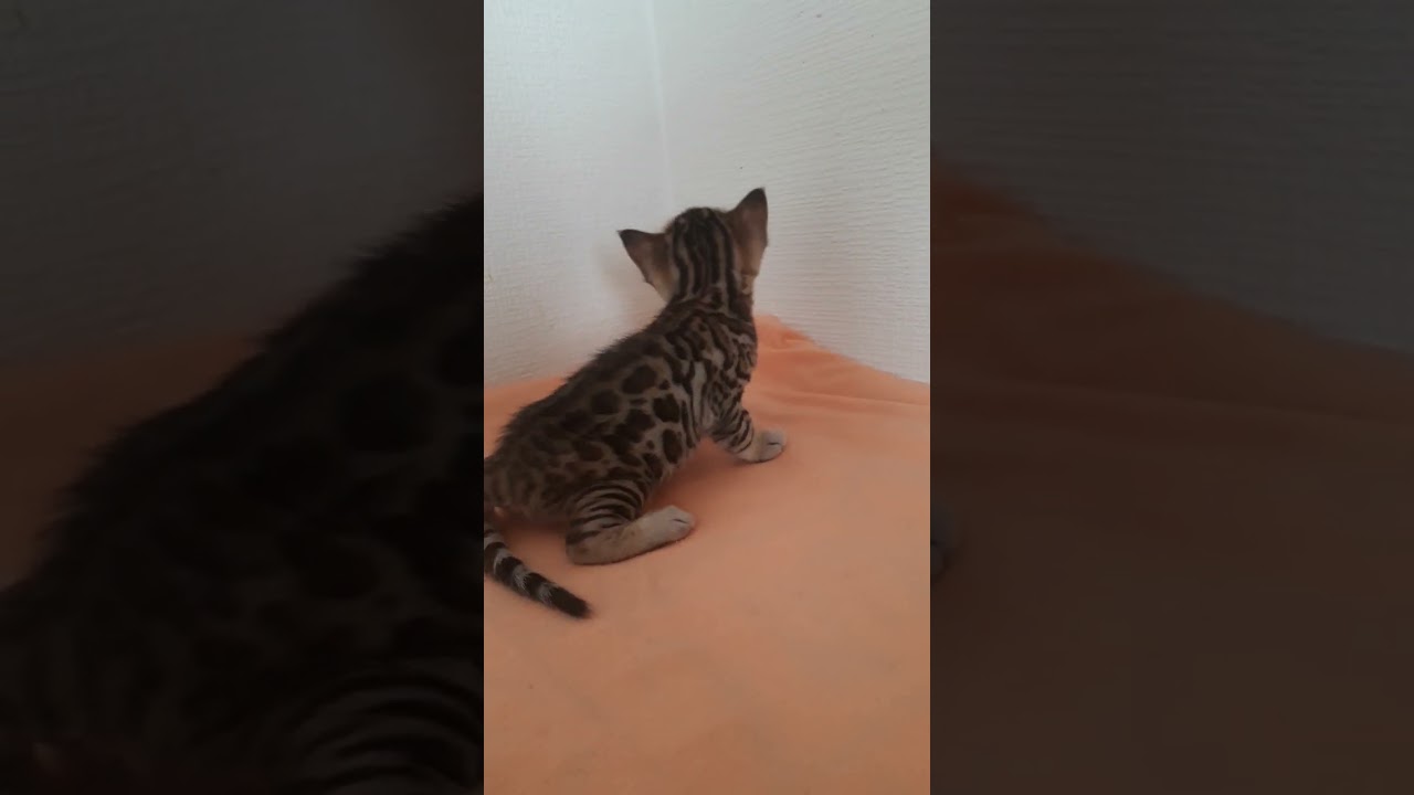 ベンガル まんまるなお顔⭐優しい垂れ目が可愛い子です！