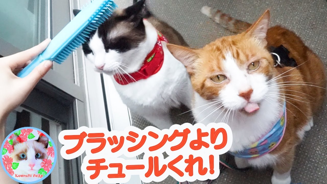 初めてベランダに出た猫たちはこうなりました Cats on the balcony for the first time