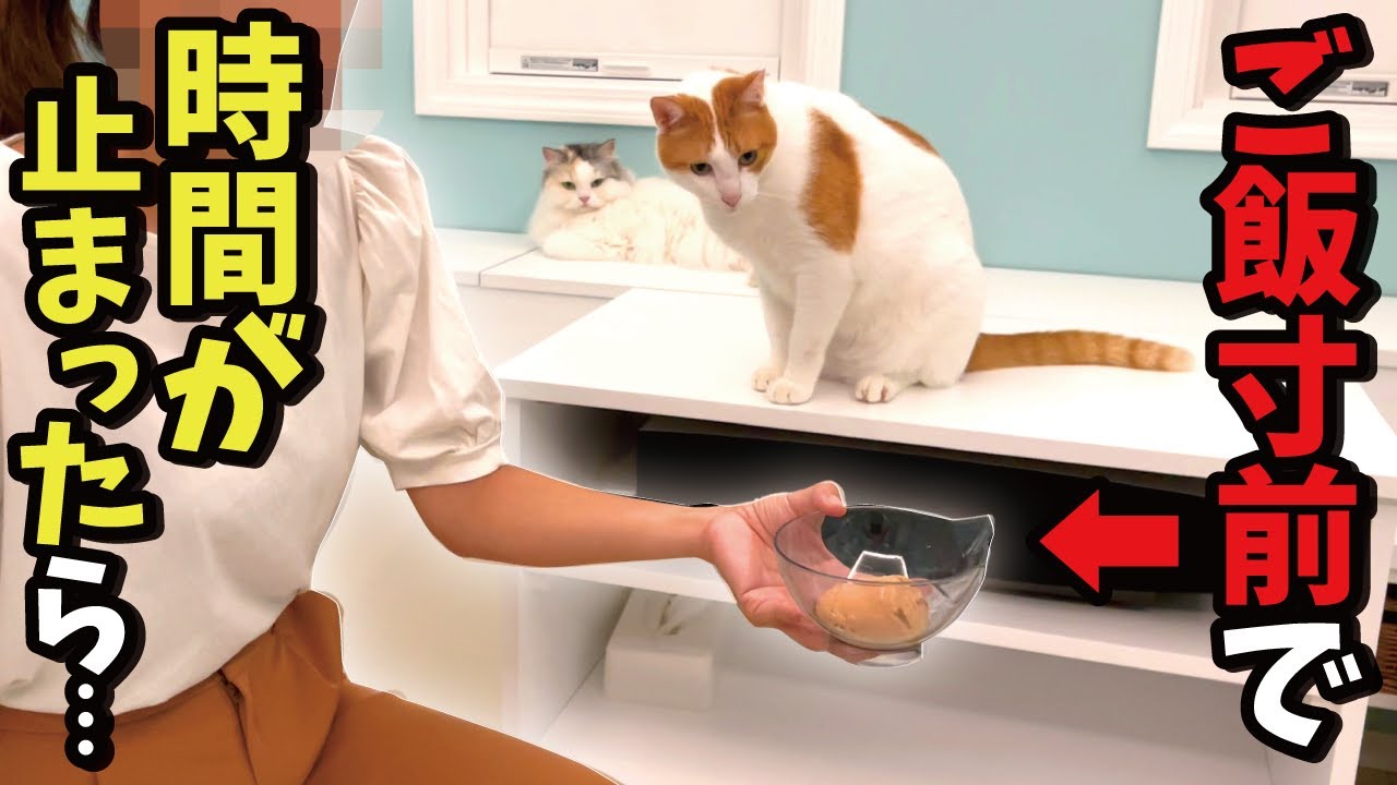 大好きなご飯をあげる寸前で時間が停止した時の猫の反応がこちら【関西弁でしゃべる猫】