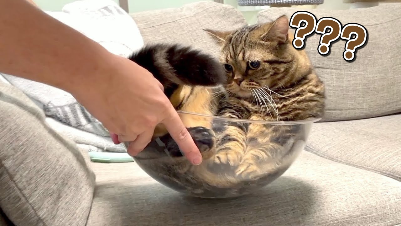 抱っこが苦手な猫が大人しくなるまさかの方法を見つけました…！