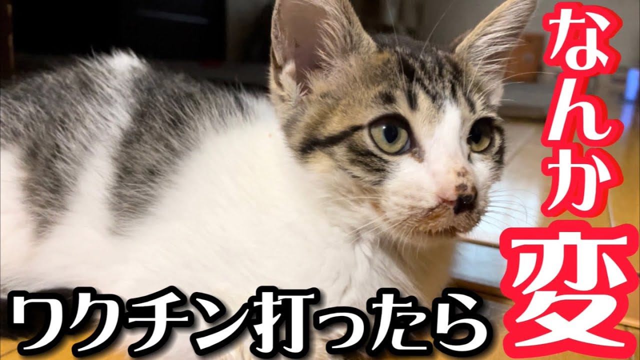 保護した子猫にワクチンを打ったら副作用が出てしまいました