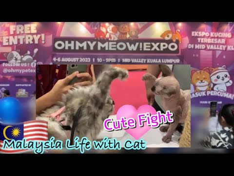【🇲🇾OH MY MEOW EXPO】一年に一度の猫の祭典Malaysian Cat／Midvalley KL MALAYSIA #マレーシア移住 #猫と海外移住 #ohmymeowexpo