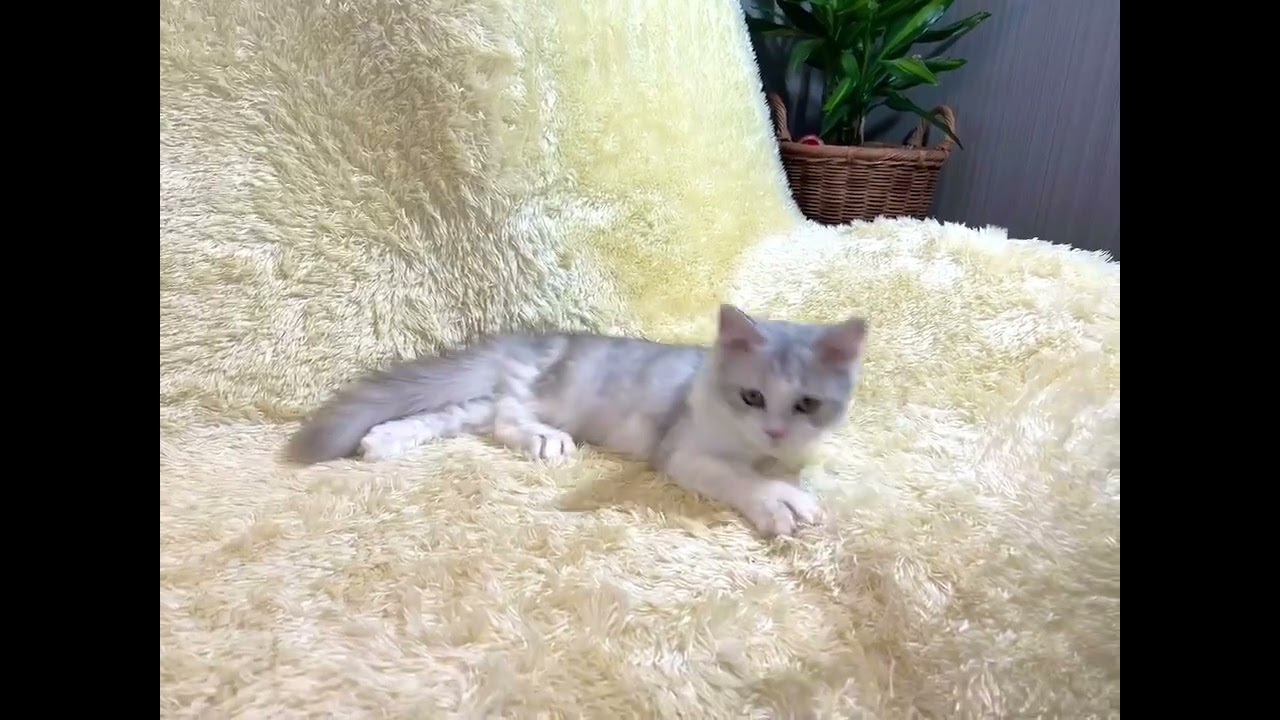 ペルシャ 人懐こくて、遊ぶことが大好きです。 シルバータビー&ホワイト