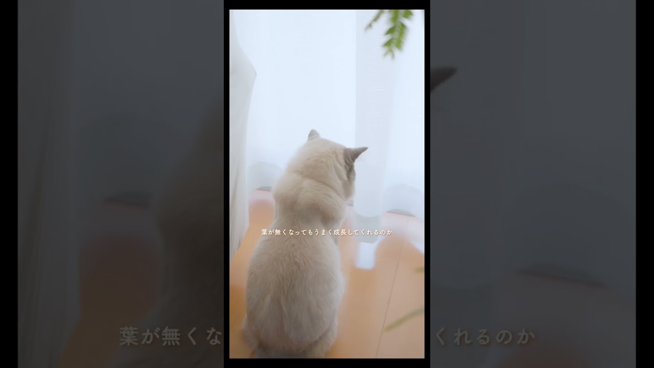 ラグドールカップルと挿し木植物のその後　#猫 #ラグドール #ragdollcat