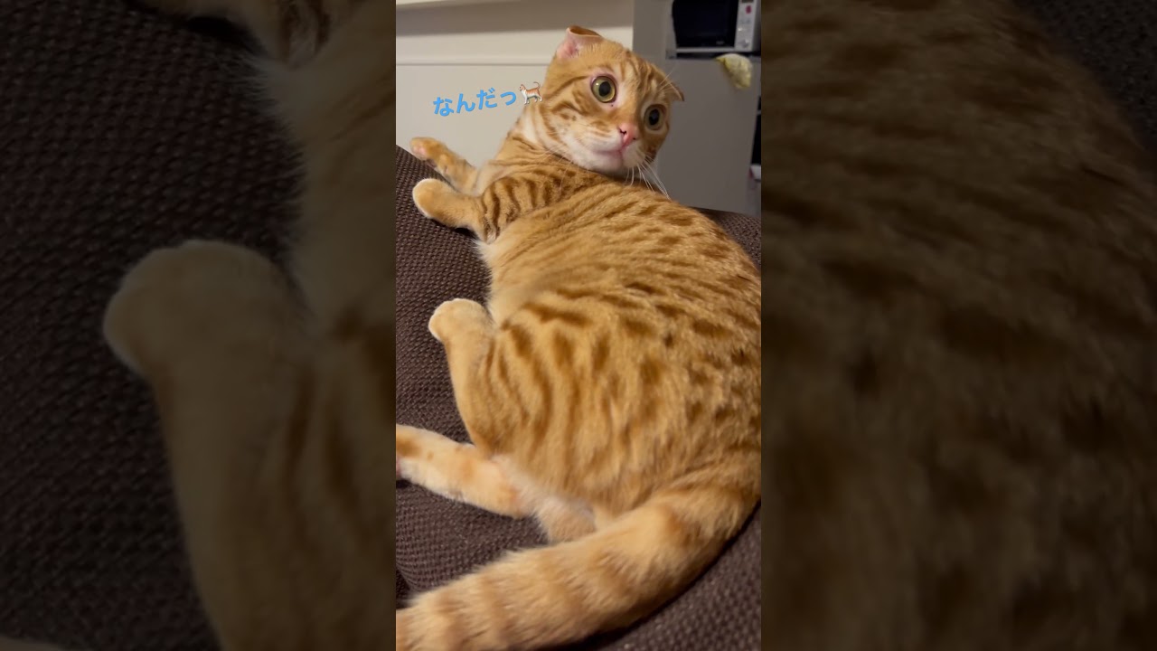 壁に向かってケケケ🐈の威嚇😡 #猫 #キンカロー #cat #catlover #catlovers #catvideo #고양이 #猫のいる暮らし #catvideos #子猫