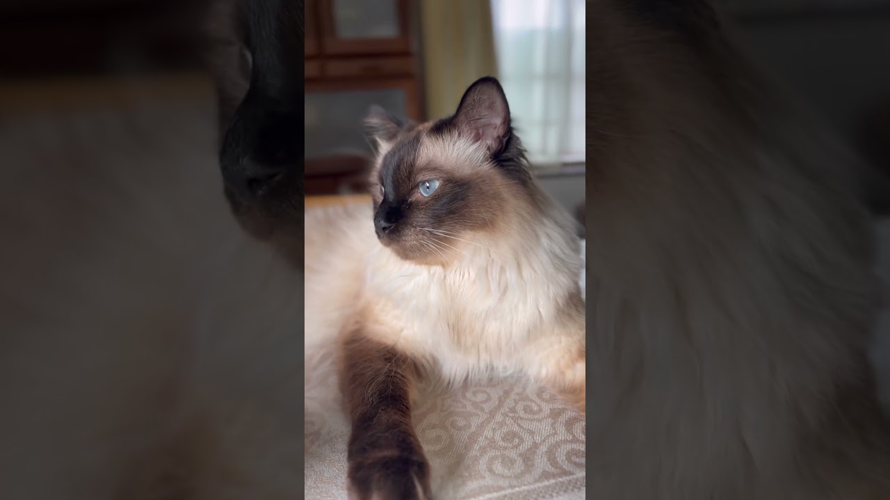 シャムミックス猫のモカちゃんはかっこいい猫です。