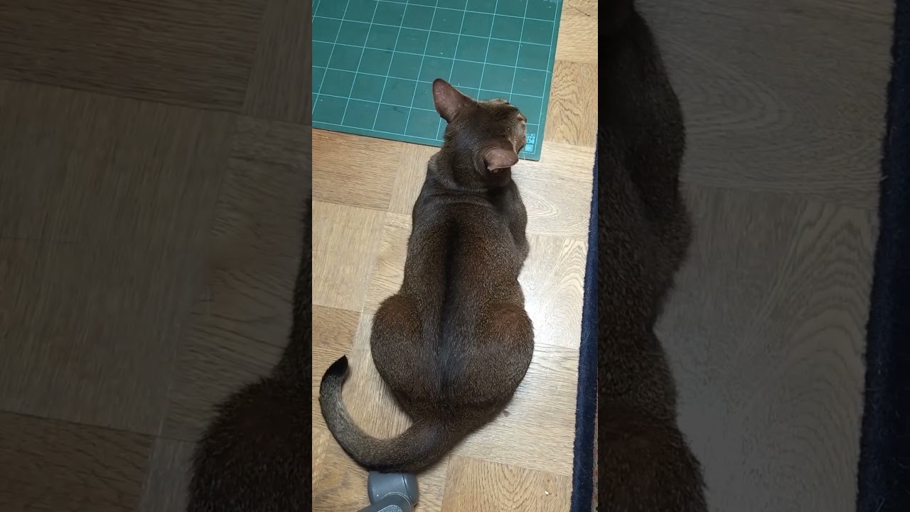 ネコ動画あび＃1889　#shorts　あびの毎日　アビシニアン　あび