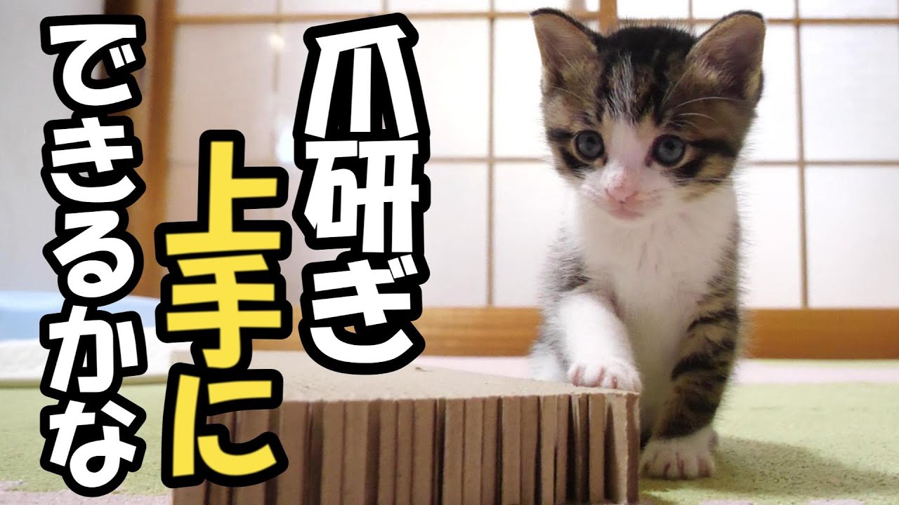 子猫に爪研ぎを教えたいおじさんですが……【赤ちゃん猫　保護猫】