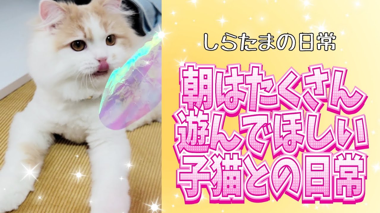 まだまだ子猫？！大型猫の朝はこんな感じ#ラガマフィン #子猫 #猫動画