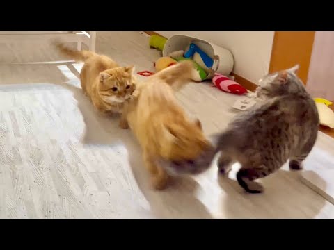 突然はじまった真夜中のねこもふ運動会！ #猫 #マンチカン