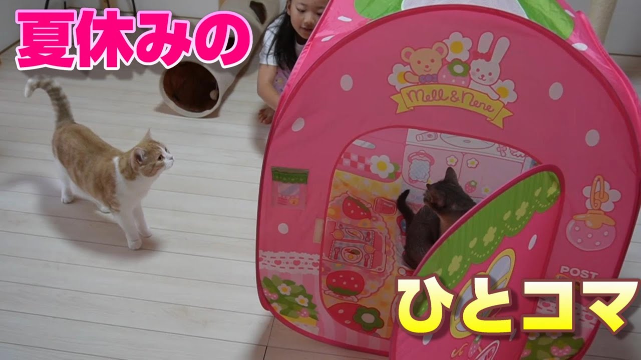 猫と次女の夏休みの１コマ【スコティッシュフォールド】【アビシニアン】
