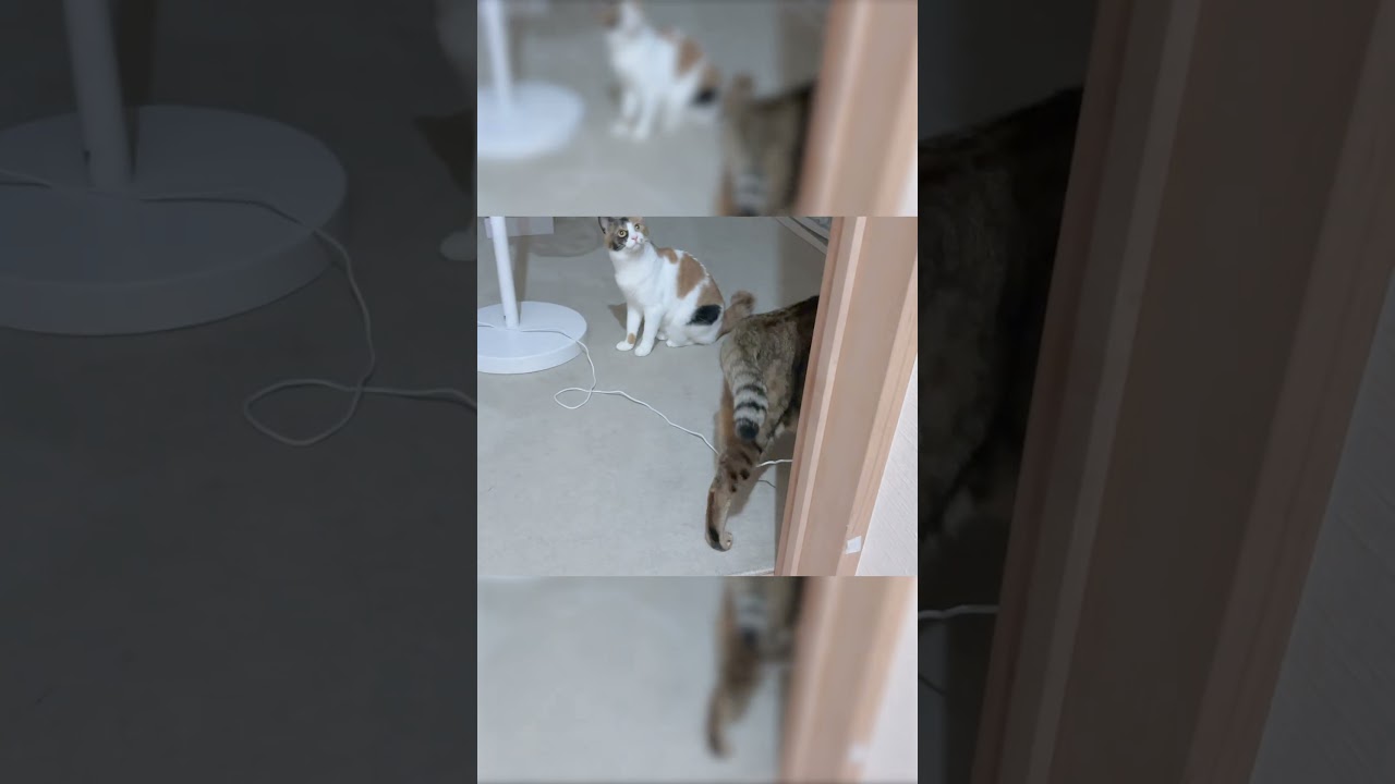 【怖い】暗闇に向かって猫が怯え出しました。。。。#shorts