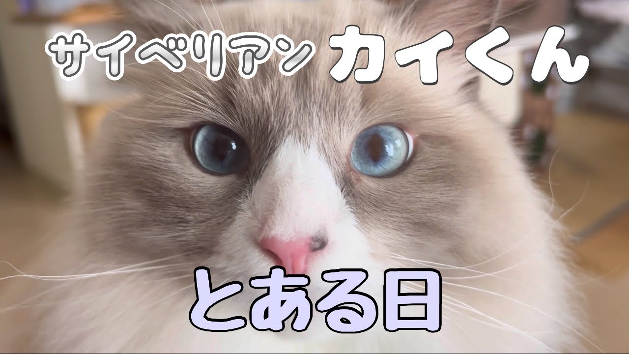 サイベリアンカイくんのとある日 #猫動画 #サイベリアン #cat #まな猫