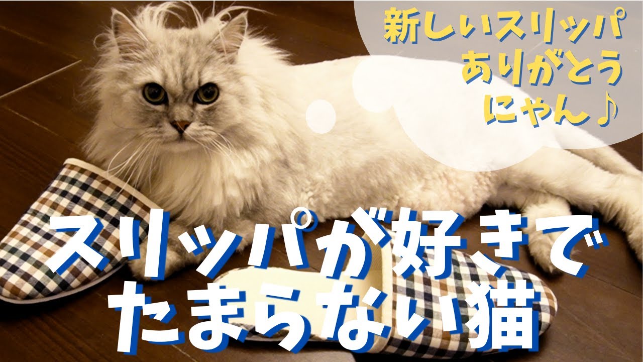 スリッパが好きでたまらない猫