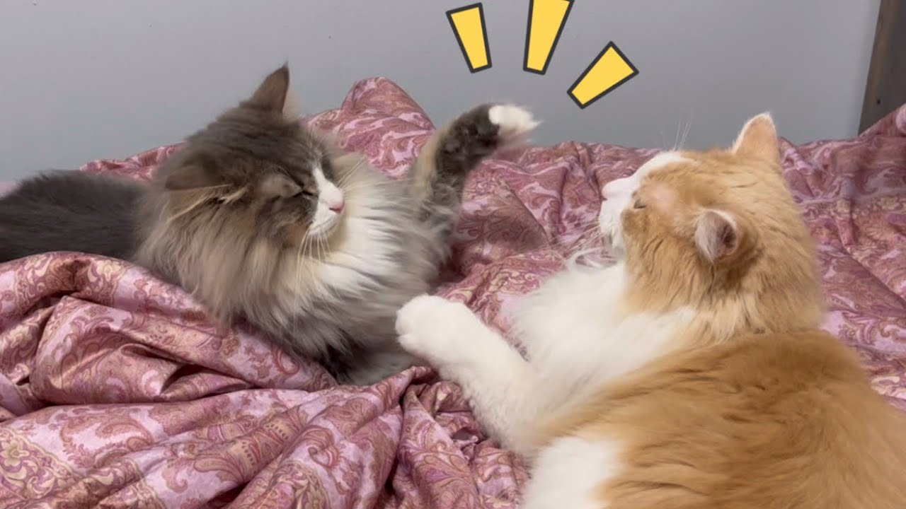 【可愛い💖】布団で楽しく遊ぶノルウェージャンフォレストキャットたち❤︎