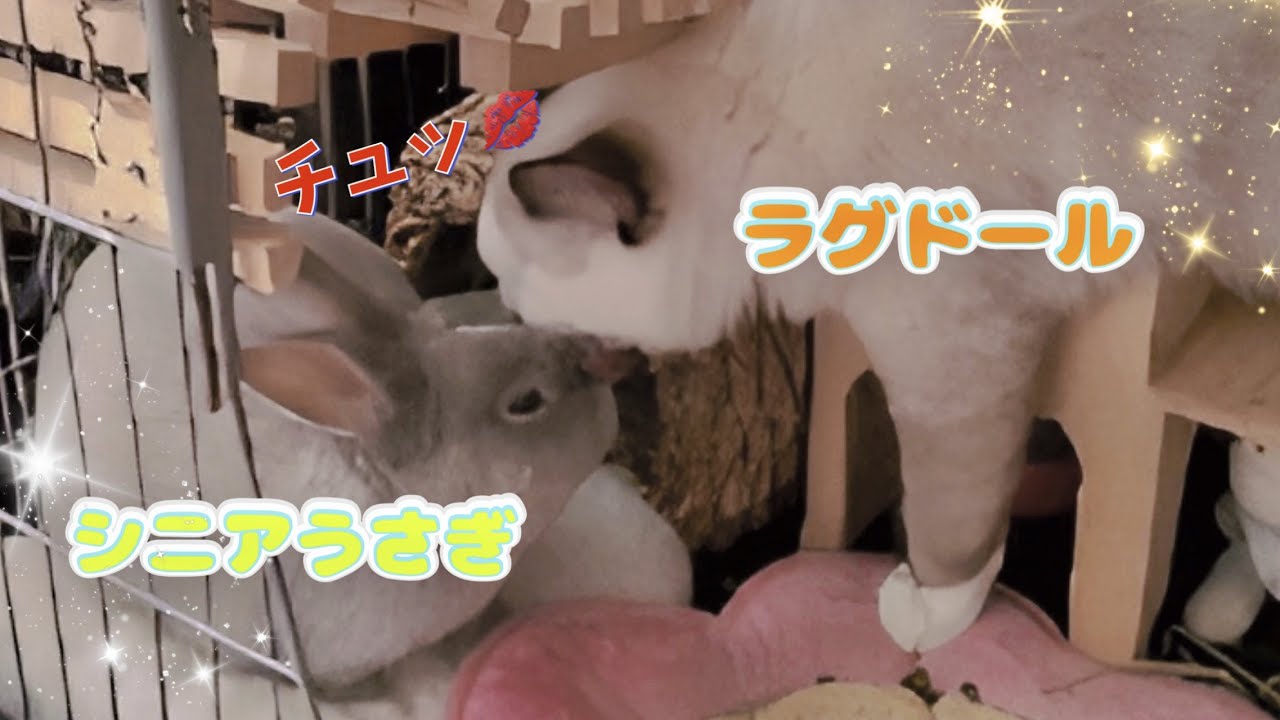 【猫とウサギ】ラグドール５ヶ月の心身の成長を感じた瞬間がこちらです【子なし専業主婦の日常】