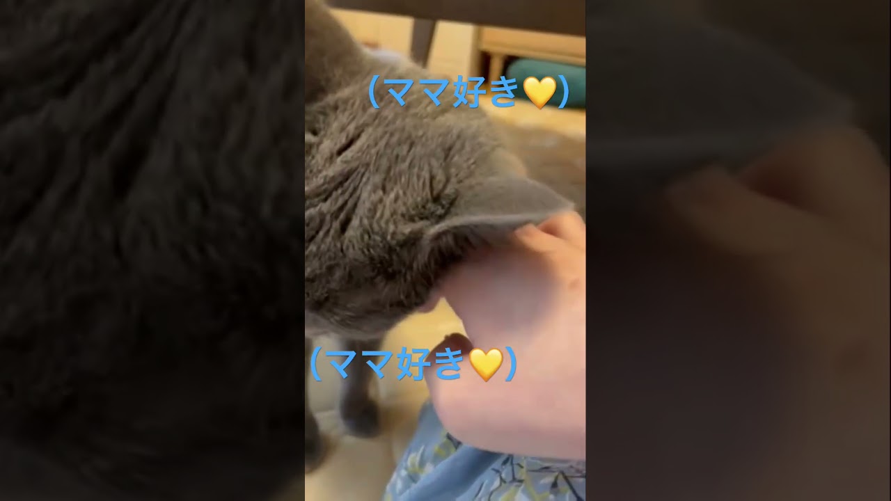 そらちゃんから沢山の愛を貰うママ（ロシアンブルー）#shorts