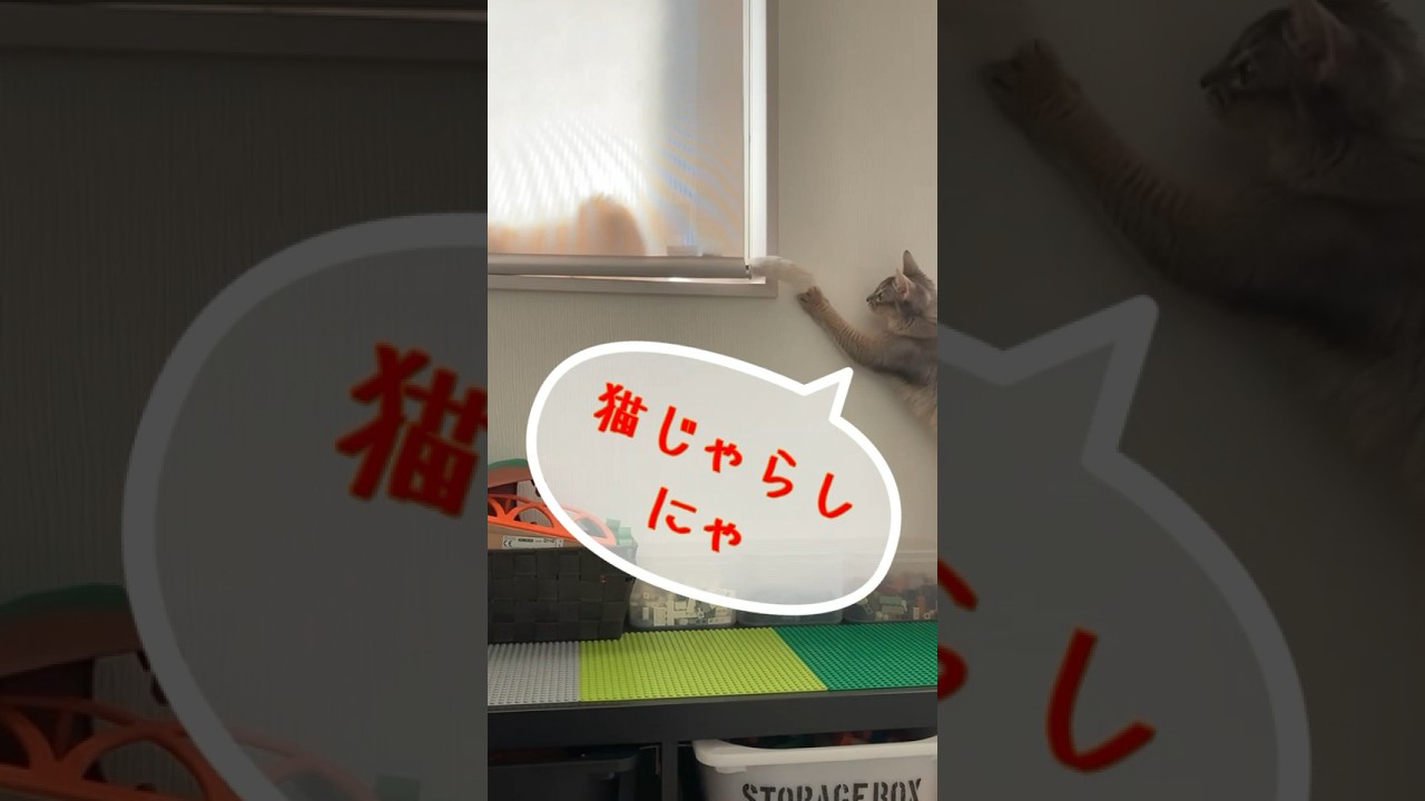 天然猫じゃらし