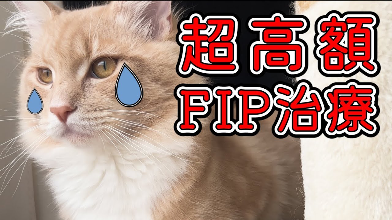 【メインクーン】超高額な猫FIP治療方法／費用について【猫伝染性腹膜炎】