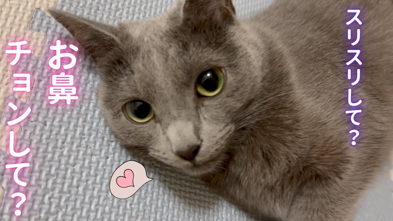 そらちゃんの可愛い誘惑に勝てる？😻（ロシアンブルー）