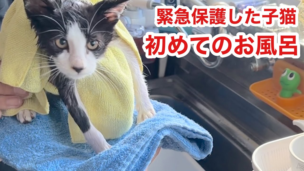 【緊急保護した子猫】初めてのお風呂！で、なんかすごいゴロゴロ音