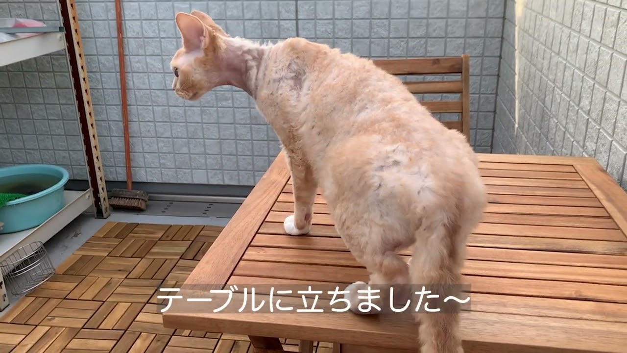 初めて屋上を探検するデボンレックス猫です(Devon Rex cat exploring the roof garden for the first time)