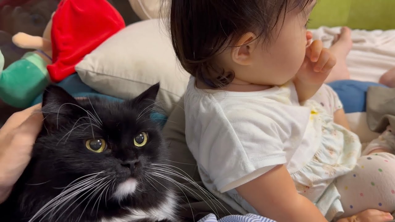 飼い主に一番近い場所を目指す猫　ラガマフィンA cat aiming for the closest place to its owner. Ragamuffin