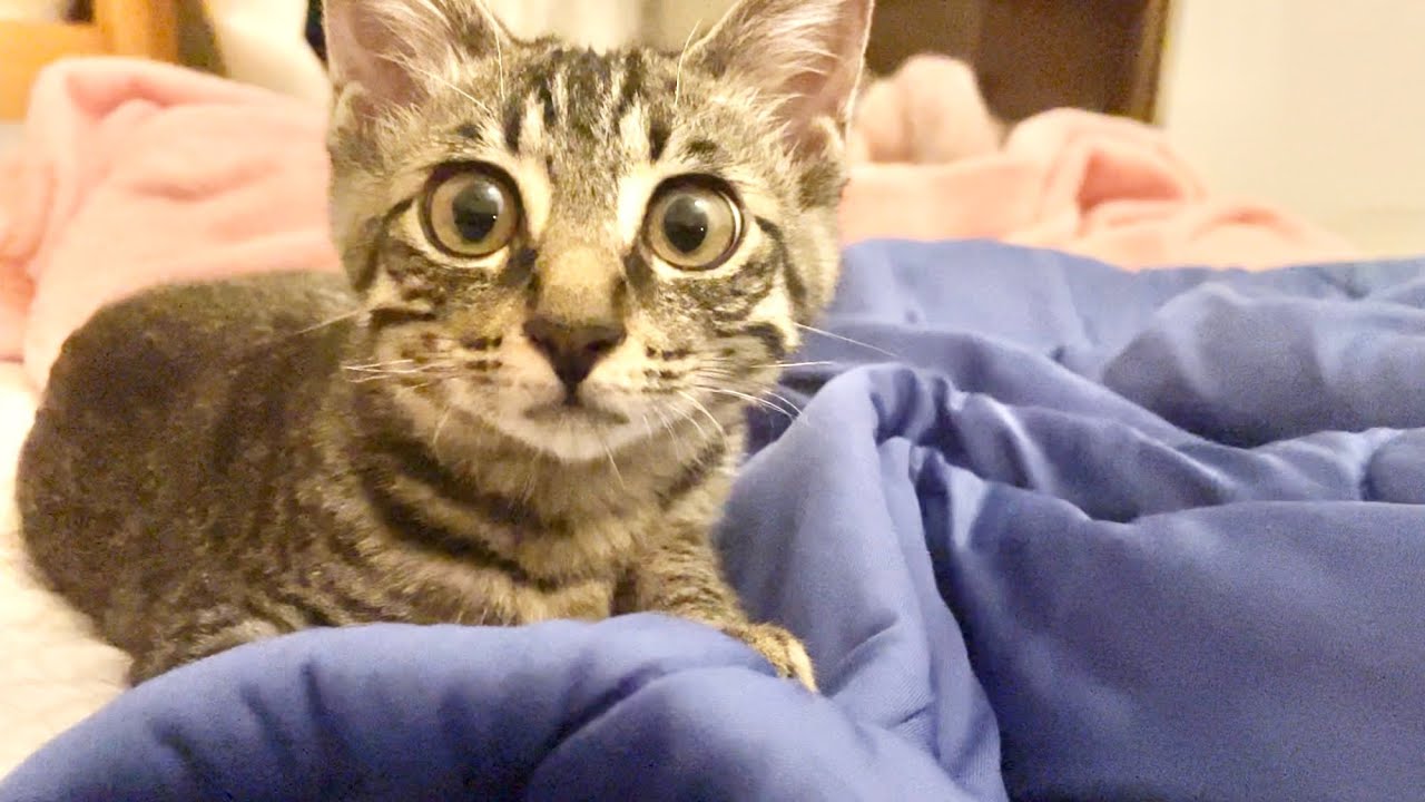 拾われた子猫、人間の中で最も好きな人はまさかのこの人でした。