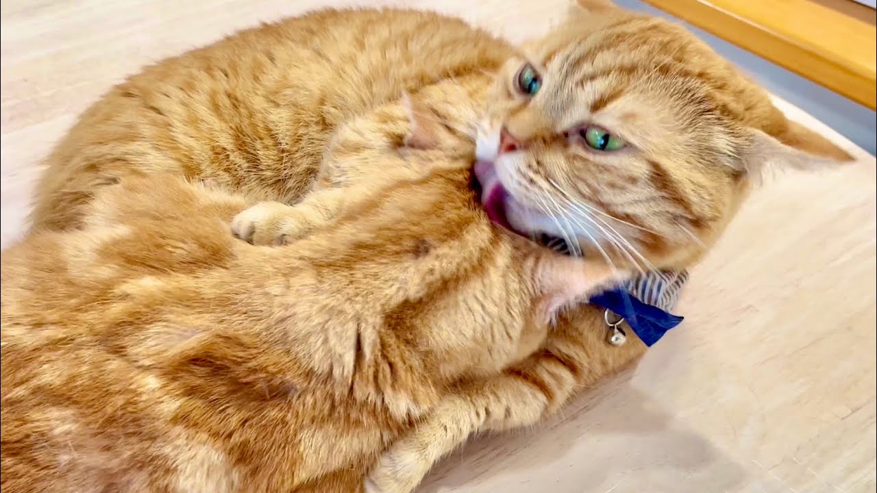 パパより大きくなってもちゃーぼーはパパのこどもだによ #猫 #マンチカン