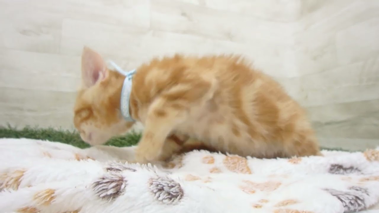 Coo&RIKU　No00643355 アメリカンショートヘアー