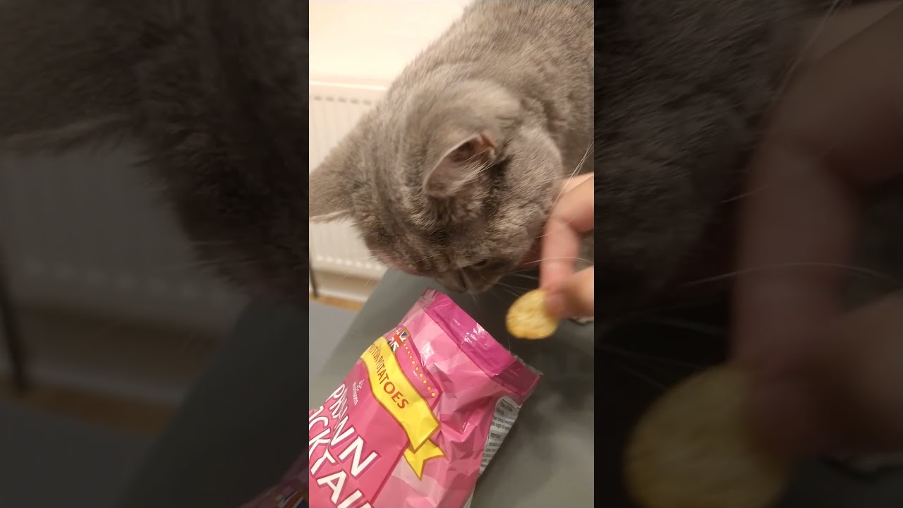 Yummy, British Shorthair Ari ブリティッシュショートヘアの猫