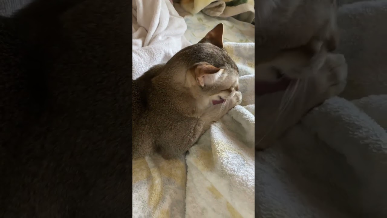 【猫】寝起きであくびするシンガプーラのセラ社長 #cat #animals #pets #kitten #singapura #子猫 #猫 #過保護 #可愛い猫