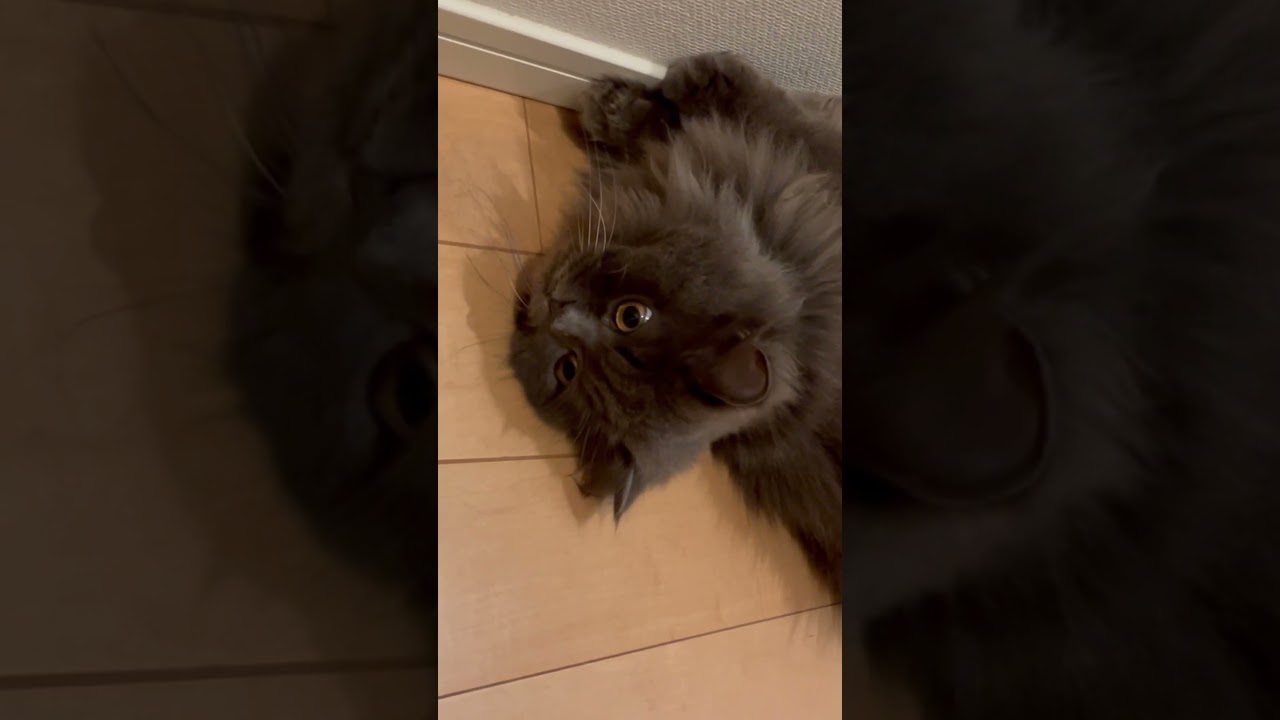 夏バテ気味のラガマフィン #猫のいる暮らし #子猫動画 #猫動画