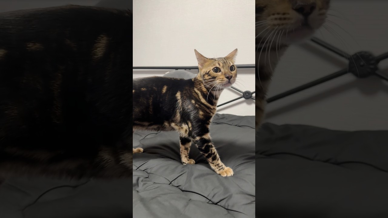 帰りが遅くなると激おこになっちゃう子猫 #shorts #ベンガル #ねこりる