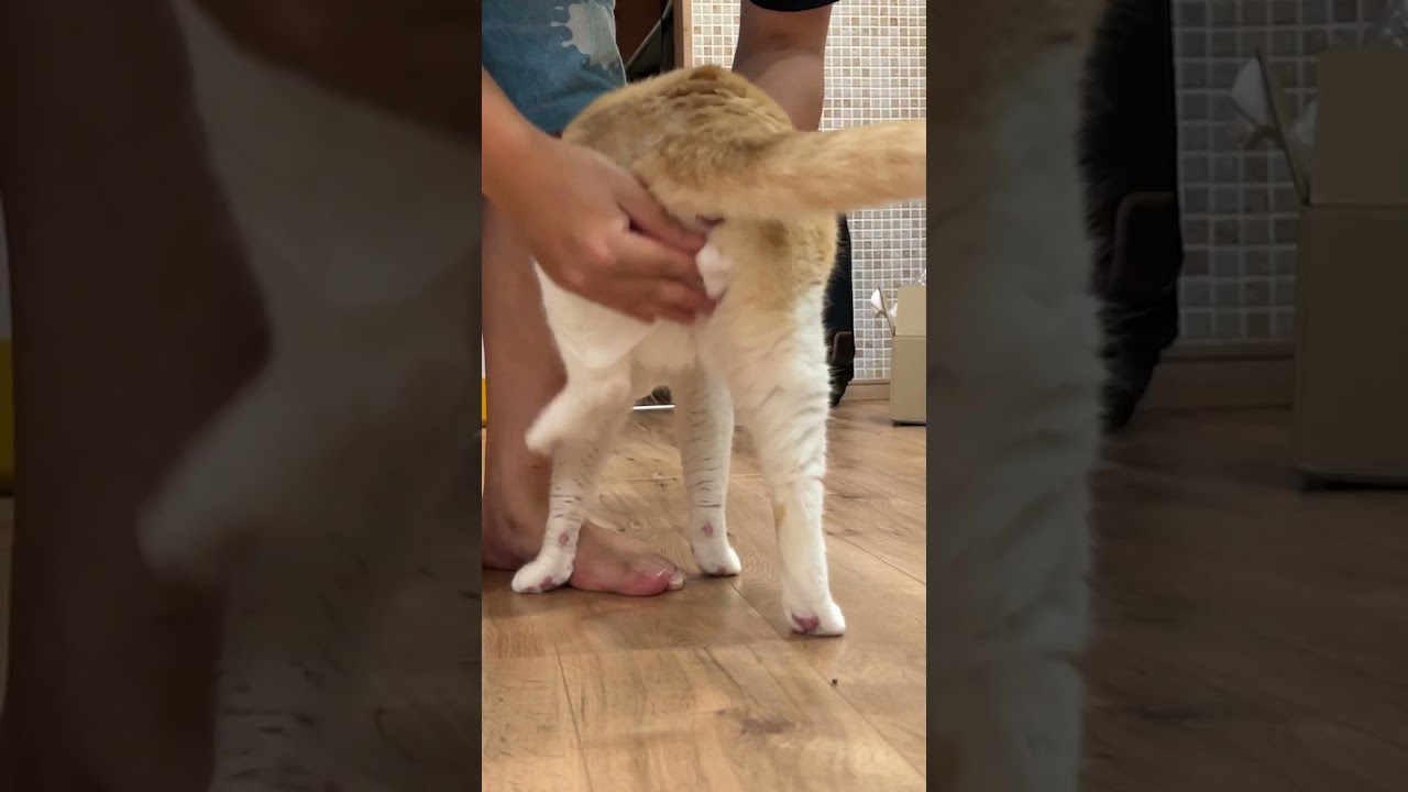 お尻の汚い猫の肛門を拭いたらなんか出た… #shorts