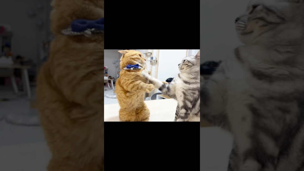 マンチカンのパンチがクリーンヒットしたら首根っこ掴まれた #猫 #マンチカン
