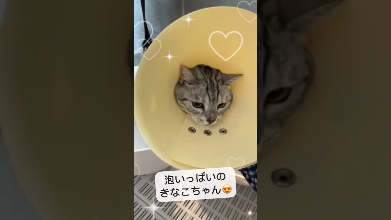 アメリカンショートヘアーのきなこちゃん♪あずきちゃん♪二人は同じお家♡#shorts