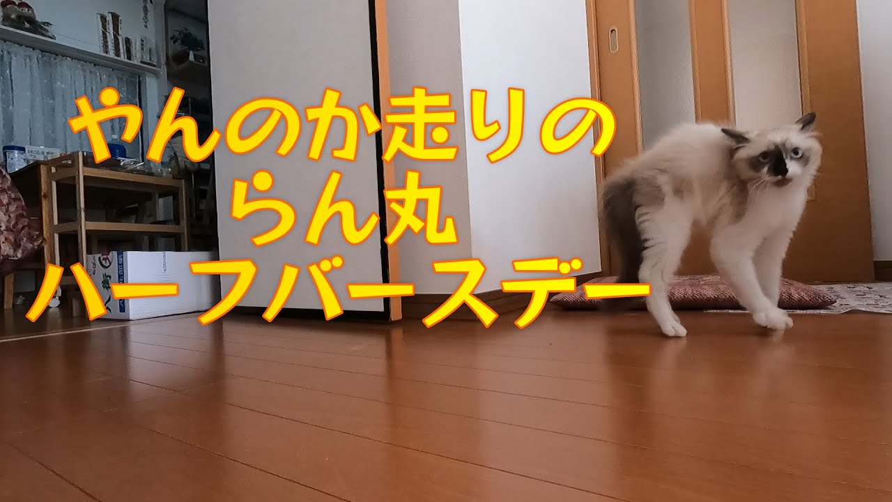 【猫】【猫のいる生活】HAPPY HALF BIRTHDAY らん丸　　#子猫　#ヒマラヤン　#ラグドール　#猫