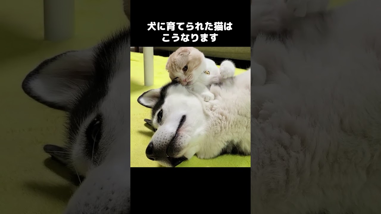 犬を自分の親だと思ってる猫はこうなります...#shorts