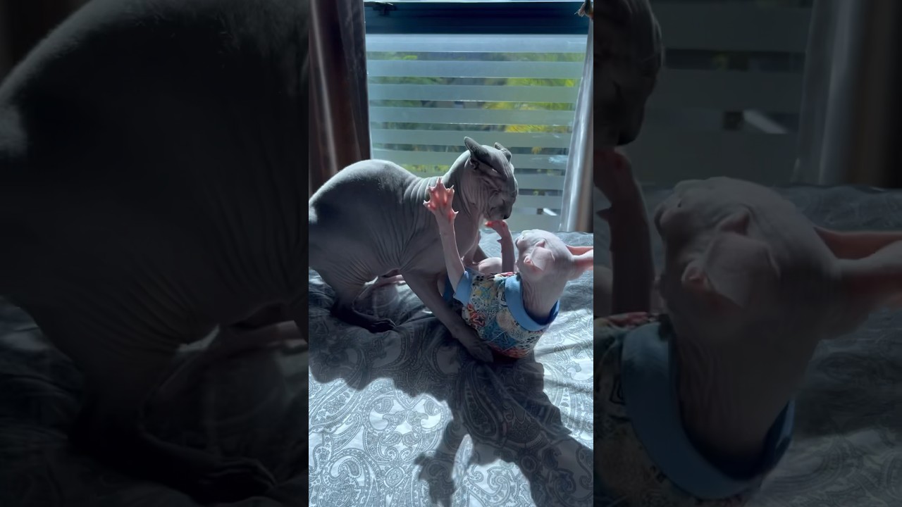 兄の攻撃から必死に逃げる新入り子猫【スフィンクス猫】