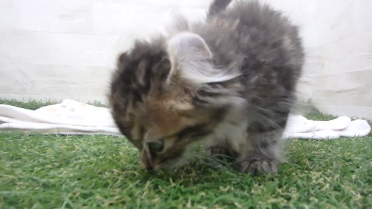 Coo&RIKU　No00638233 アメリカンカール