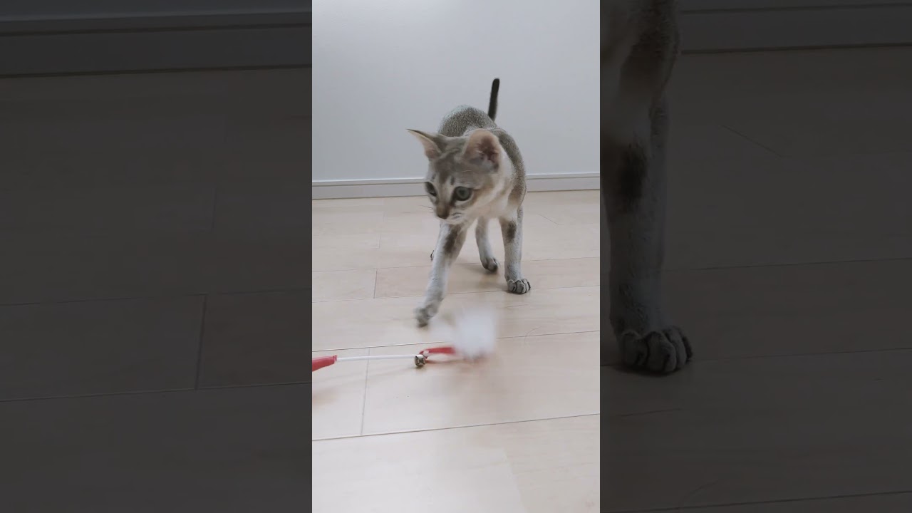 子猫にもっと一人で遊んでほしいけど・・・#子猫#シンガプーラ#shorts