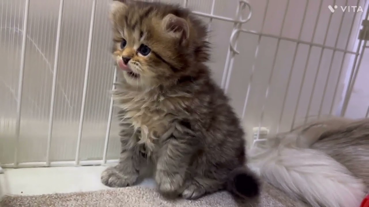 ペルシャ（チンチラ） チンチラゴールデンの女の子✨