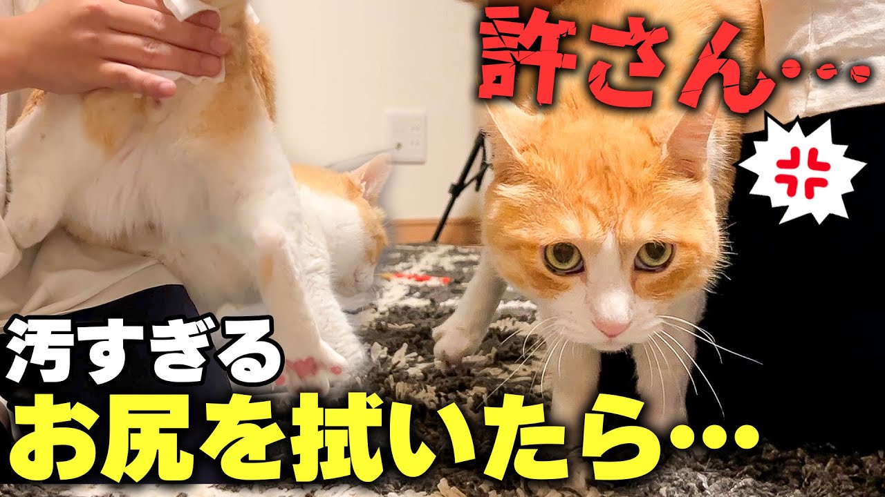 汚すぎる猫のおケツを拭いたらとんでもない反撃にあってしまいました…