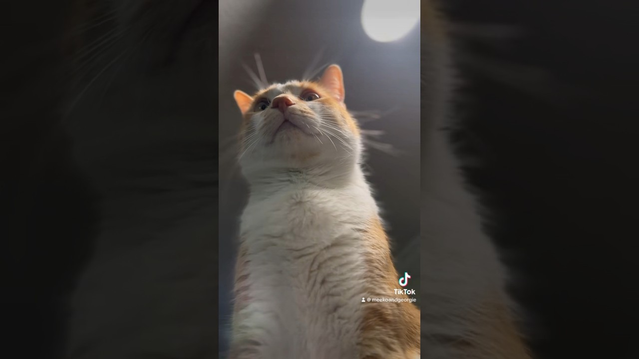 Everything that the light touches is his territory 🐈 #cat #manxcat #catsofyoutube #catsofinstagram