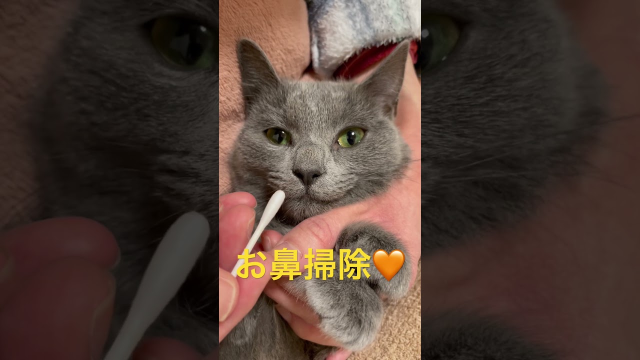 お鼻掃除でスッキリな猫（ロシアンブルー）#shorts