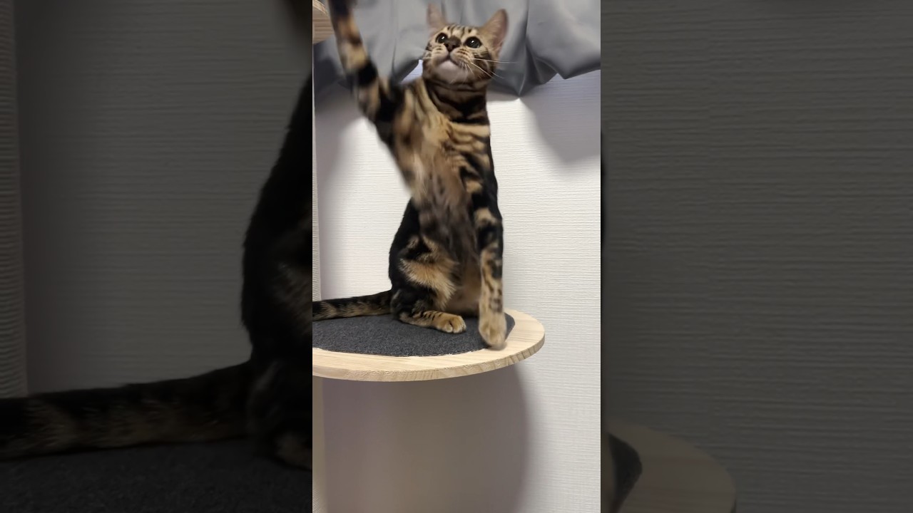 必死すぎてかわいいww【子猫】 #shorts #ベンガル #ねこりる